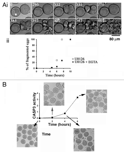 Figure 2. Inactivation of MAPK1/3 triggers a Ca-dependent apoptotic pathway with stimulation of CASP3. (A) EGTA buffer injection delays egg fragmentation induced by 5 µM U0126. (i) Images chosen at representative times (min noted in white) taken from a movie of 2 eggs treated with U0126 and injected with or without EGTA buffer (white asterisk). (ii) Time course of fragmentation after injection (7 eggs) or no injection (10 eggs) of EGTA in eggs from the same population treated with 5 µM U0126. Two experiments gave similar results, one is shown. (B) Time course of CASP3 activity after treatment of unfertilized eggs with 5 µM U0126. Representative images of eggs at the indicated time points are displayed around the graph.