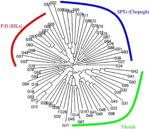 Figure 4. Classification of 70 oriental-type tobacco genotypes based on neighbor-joining algorithm.