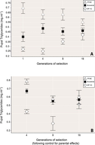 Figure 1. A) Pupal triglyceride content changes over 16 generations of selection on one of three iso-caloric diets. Triglycerides were measured as total body TAG mg/ml per mg/ml of total body protein. Open triangles show 1 P:9 C (obesogenic diet) raised individuals, open diamonds show those from the lean phenotype inducing 6 P:1 C environment, and black squares show the ancestral (1 P:5 C) environment. Note how the triglyceride content of pupae from treatment strains has converged towards that of the ancestral-strain (black squares) by generation 16. Points show mean ± standard error. B) Triglyceride content of pupae following raised for 16 generations on either the 1 P:9 C, 6 P:1 C or ancestral diet following control for intergenerational parental effects. By generation 16, the pupal triglyceride content of the treatment lines had converged towards the ancestral regime. The 1P:9 C strain triglyceride levels were statistically indistinguishable from the ancestral line from generation 4, however, despite a trend towards convergence, the 6 P:1 C and ancestral line pupae remained significantly different to those from the ancestral group across the experiment. Points show the mean ± standard error