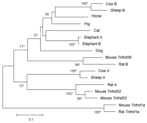 Figure 7. Phylogeny of Tnfrsf homologous sequences within Kcnq1 orthologous regions of placental mammals. The phylogeny was based on the Neighbor-Joining analysis of nucleotide sequences. Analysis was restricted to placental mammalian sequences that aligned unambiguously to mouse Tnfrsf22, Tnfrsf23 or Tnfrsf26, with the exception of human (due to the small size of the orthologous sequences) and guinea pig (see Materials and Methods). This rooted phylogram was obtained using the Maximum Composite Likelihood method implemented in MEGA 5.05.Citation13 The tree is drawn at a scale that represents the number of base substitutions per site. Numbers at nodes represent bootstrap support values based on 5000 pseudoreplicates. Values below 50% were removed and * indicates 70% or above bootstrap support.Citation16