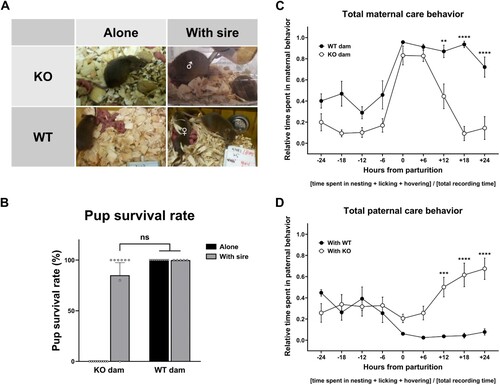 Figure 1. Wild-type sires mated with a pup-neglecting PLCβ1-KO dam (KO) increased care effort to compensate for reduced dam care and avoid total brood loss. (A) Snapshots at about PPH 24 of: KO dam alone neglecting pups that are left scattered all over the floor (top left); wild-type sire (♂) hovering over pups while the KO dam sleeps away (top right); wild-type dam (WT) alone licking pups that are grouped (bottom left); WT dam (♀) nursing pups while the sire does not do much work (bottom right). (B) Pup survival rates for a KO or WT dam alone (black), and either dam with its wild-type male partner (sire) remaining in the mating cage (gray). (C, D) Total maternal and paternal care behavior in ‘sire with WT dam’ pairs (With WT, black circle) and ‘sire with KO dam’ pairs (With KO, white circle), measured every 6 h during the 48-h peripartum period. All values are Mean ± SEM. **p < 0.01, ***p < 0.001, ****p < 0.0001; ns indicates ‘not significant’.