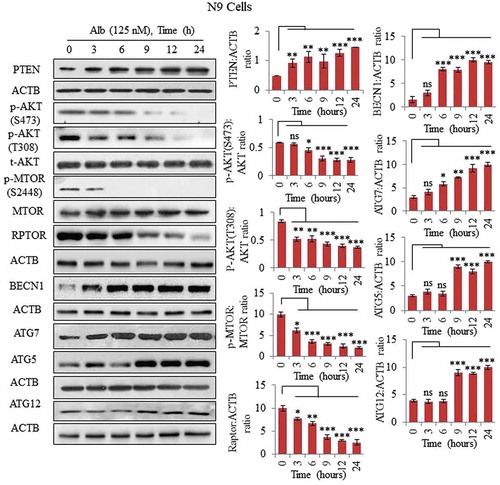 Figure 2. Inhibition of the PI3K-AKT-MTOR pathway via upregulation of PTEN in N9 cells. Alborixin at 125 nM, enhanced the protein level of PTEN in a time-dependent manner to inhibit several downstream proteins viz. p-AKT (S473, T308), p-MTOR (S2448) and RPTOR of AKT pathway in N9 cells. Alborixin also upregulated key autophagic proteins BECN1, ATG7, ATG5 and ATG12 in a time-dependent manner in N9 cells. Western blots of all proteins from 3 independent experiment were quantified by using Quantity One and ImageJ softwares and normalized by dividing with ACTB as shown in the bar graphs.