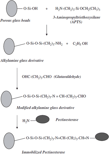 Figure 1. Immobilization of Malatya apricot pectinesterase on porous glass beads.
