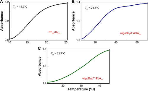 Figure S7 UV melting profiles for the complexes formed in 10 mM phosphate buffer (pH = 7.5) between dA12 (4 μM) and (A) 1 equiv. dT12, (B) 3.5 equiv. oligoDapT 4, and (C) 3.5 equiv. oligoDapT 5.Abbreviation: UV, ultraviolet.