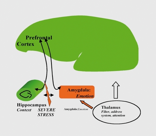 Figure 5. The impact of stress on neuroplasticity may be a novel target for drugs in psychiatry, as stress inhibits plasticity in hippocampal and prefrontal cortex circuits while increasing plasticity in the circuits dealing with emotion (amygdala, prefrontal cortex).Citation10