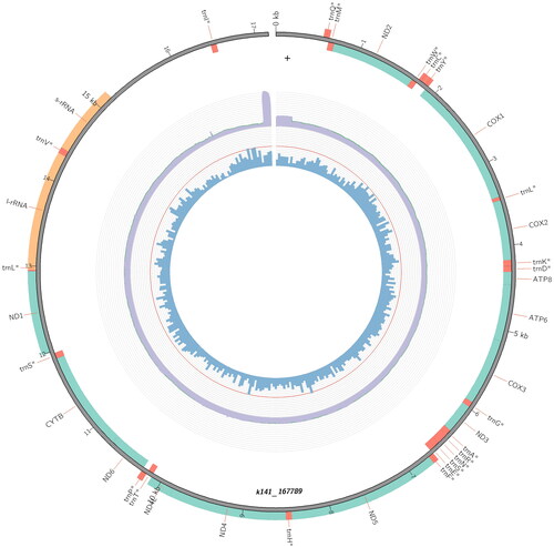 Figure 2. The mitochondrial genome of the African palm weevil (Rhynchophorus phoenicis). The 13 protein-coding genes, 22 tRNA, and two rRNA genes are shown in green, red, and orange, respectively. This plot was produced in MitoZ (Meng et al. Citation2019). GC content, in 50 bp windows, is shown by the blue bars, with the red ring that of 50% GC content, and genome-wide depth coverage is shown by the purple ring.