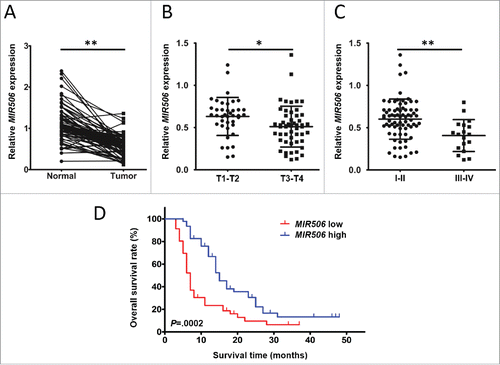 Figure 1. MIR506 downregulation correlates with disease progression in human PDAC. (A) Comparison of MIR506 expression in 92 matched pairs of PDAC tissues and corresponding nontumor tissues via qRT-PCR. RNU6 was used as an internal control. (B) Comparison of MIR506 expression in stage T1-T2 and stage T3-T4 PDAC tissues. (C) Comparison of MIR506 expression in stage I-II and stage III-IV PDAC tissues. *P < 0.05; **P < 0.01. (D) Kaplan-Meier curves compared the overall survival rates of PDAC patients whose tumor expressed a low or high level of MIR506. The median value was used as the cut-off point for definition of low and high MIR506 expression groups.