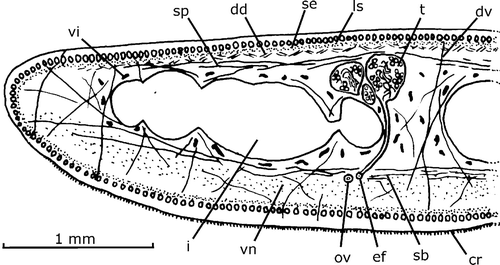 Figure 2. Gigantea maupoi sp. nov. Diagrammatic transverse section of half of the pre‐pharyngeal region of the holotype. Scale bar: 1 mm.