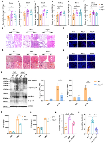 Figure 5. Nlrp3 deficiency impairs bacterial clearance and is detrimental to the host protection. Age- and sex-matched WT, Mlkl-/-and Nlrp3-/- mice (n = 10) were inoculated intranasally (1 × 109 CFUs) or i.V. (1 × 108 CFUs) with S. pluranimalium strain STP1 for 24 h. (A-F) bacterial burden in the lung, BALF, blood, kidney, liver and spleen were quantitated. (G, H) representative lung and kidney tissue structures were observed by H&E staining (upper panel, magnification × 100, lower panel, magnification, × 400). (I, J) representative TUNEL staining of apoptotic cells in the lung and kidney tissue (magnification, × 400). (K) lung tissues were collected, homogenized, and then immunoblotting for Caspase-1, IL-1β and GAPDH. Left, representative images of immunoblotting for Caspase-1 and IL-1β in lung tissues of WT and Nlrp3-/- mic. Right, amounts of Caspase-1 and IL-1β determined by densitometry of protein bands from three experiments. The GAPDH served as a loading control. (L, M) levels of IL-1β and TNF-α in lung were determined. LPS-primed WT, Mlkl-/- and Nlrp3-/- BMDMs were incubated with rIL-1β (1000 pg/ml) or PBS for 1 h before challenged with S. pluranimalium strain STP1 (MOI = 25, 6 h). (N, O) the supernatants were collected and plated on TSB agar plates to enumerate the bacteria. Graphs are means ± SD from data pooled 10 (A-F) or six (L-O) biological replicates. Statistical significance is indicated by *p < 0.05, **p < 0.01.