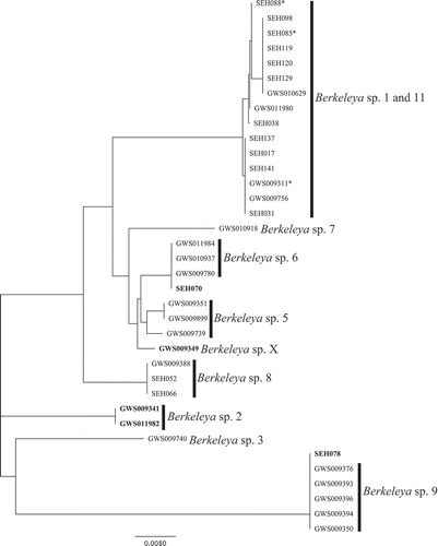 Fig. 20. Diversity of Berkeleya species in Canadian waters. Genetic species groups displayed as a neighbour-joining tree inferred from the ITS2 data. An asterisk indicates ITS2 sequences for colonies that exhibited ambiguities in their rbcL-3P sequences. Identifiers in bold are sequences that did not match their expected rbcL-3P genetic species group. Berkeleya sp. X indicates an ITS2 sequence that could not be linked to an rbcL-3P genetic species group. A representative of Berkeleya sp. 10 was sequenced, but was not included in the tree for reasons discussed in the text.