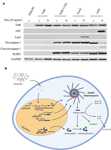 Figure 1 Protein expression profile in manipulated HEK293 cell line and schematic depiction of Caspase 1 activation. (A) Full expression profile of proteins (TetR, ASC, LacZ, Pro-caspase-1, Cleaved-caspase-1, NLRP3 and house keeping gene GAPDH) in a range of manipulated HEK 293 cell lines in the presence or absence of 25 ng/mL Dox treatment for 24h; (B) schematic illustration of the CASP1/NLRP3-iASC-HEK293 model works in the presence or absence of Dox in the system. The TetR protein was expressed using a TetR-containing plasmid capable of interacting with the Tet responsive element (TRE) of the Tet operator (TetO) in the tetracycline-dependent promoter upstream of the target gene ASC, which interfered the expression of ASC protein although NLRP3/CASP1 simultaneously expressed stably in the cells, the inflammasome was not assembly (inactive). Once Dox is added in this system, it will bind to TetR and cause conformational changes in the repressor, making it unable to bind to the TetO. The TetR-Tet complex then dissociates from the TetO and allows induction of transcription from ASC. Increased ASC protein together with the high levels of NLRP3/CASP1 lead to the assembly of the Nlrp3 inflammasome. The activation of NLRP3 inflammasome subsequently cleaved pro-caspase 1 and initiated downstream reactions (active). Data is representative of three independent experiments. 1b was created with BioRender.com.