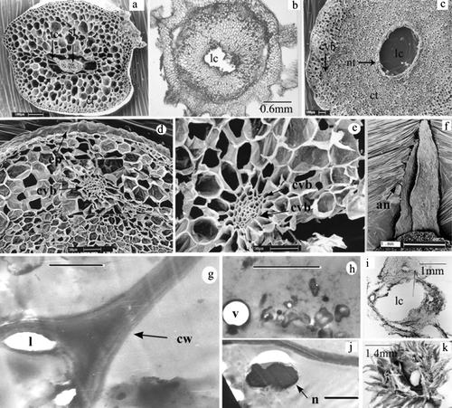 Figure 2.  Selaginella sp. (a) Cross-section of normal stem showing epidermis (ep), cortex (ct) and stele (st) under SEM. (b) and (c) Cross-sections of cynipid gall under Light microscope and SEM, respectively. Note larval chamber (lc), nutritive tissue (nt), cortical vascular bundles (cvb), epidermis (ep). (d) and (e) Details of cortical vascular bundle (cvb) in cynipid gall (SEM). (f) A leaf of vegetative gall showing awns (an) (SEM). (g) Cell wall profile in nutritive tissue of mature gall (TEM). Note thick cell wall (cw) and lomasomes (l). Scale bar = 1 µm. (h) Aggregation of sub cellular materials in pupal gall (TEM). Scale bar = 1 µm. (i) Cross-section of strobilar galls showing larval chamber (lc) without any spore. (j) Hypertrophied and lobed nucleus (n) in nutritive tissue of larval gall (TEM). Scale bar = 1 µm. (k) Gall split open showing cynipid larva.