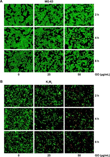 Figure 2 Live/Dead assay of GO on (A) MG-63 and (B) K7M2 cells.Note: A live (cells illuminated by green light)/dead (cells illuminated by red light) assay after treatment with 0, 25, 50 µg/mL GO (without FBS) for 2, 4, and 8 h.Abbreviations: FBS, fetal bovine serum; GO, graphene oxide.