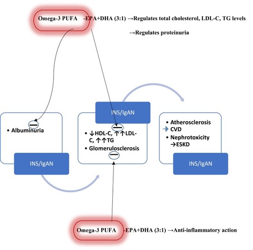 Figure 1 Possible therapeutic targets of omega-3 polyunsaturated fatty acids in idiopathic nephrotic syndrome and IgA nephropathy.