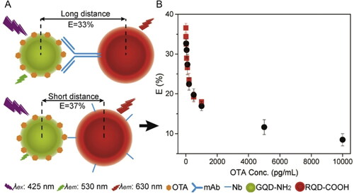 Figure 11. Schematic representation of working mode of FRET-based immunosensor using Nb and mAb immobilization for OTA detection at (a) and the energy transfer efficiency plotted against OTA concentration, between 0.005 and 10,000 pg mL−1, being the Nb biodetection approach represented by the square symbol and the mAb symbolized by the circle, at (B). Reprinted with permission from Tang et al. (Citation2020). Copyright 2020 Elsevier.