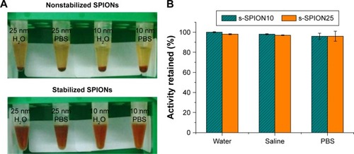 Figure 3 Colloidal and radiochemical stability of SPIONs.Notes: (A) Well dispersion of the stabilized SPIONs in water and PBS after labeling with 57Co (bottom) in contrast to the unstabilized SPIONs (top) and (B) the activity of 57Co remained on [57Co/natCo]2+-s-SPIONs after 24 h under physiological conditions. Error bars = standard errors, n=3.Abbreviations: nat, natural; SPIONs, superparamagnetic iron oxide nanoparticles; s-SPIONs, stabilized SPIONs; s-SPION10, s-SPIONs with average core diameter of 10 nm; s-SPION25, s-SPIONs with average core diameter of 25 nm; NP, nanoparticle; PBS, phosphate-buffered saline.