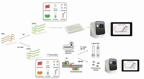 Figure 1. Illustration of workflow in Real-time PCR, CRISPR, and TALEN. In Real-time PCR, the trained operators require specific kits and facilities, but in CRISPR, a fragment of interest region of RNA target in isothermal condition and by reverse transcription-recombinase polymerase amplification (RT-RPA), is amplified to DNA and then by T7 transcription converted to RNA. The attachment of Cas13a–CRISPR RNA to amplified target RNAs stimulates the collateral activity of Cas13a, which then cleaves reporters. Separated RNA reporters should be captured on a colorimetric lateral-flow strip (biotin–fluorescein RNA reporter) or visualized by fluorescence signal (fluorescent reporter). A similar procedure is performed in TALEN but with more efficiency.
