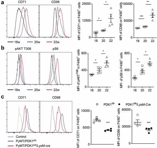 Figure 2. Myeloid-specific deletion of PDK1 reduces the abnormal metabolism of tumor-infiltrating macrophages.