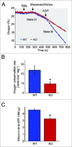 Figure 8. Impairment of bioenergetics in KO muscle. (A) Measurements of oxygen consumption rate of mitochondria from the skeletal muscle of 6- to 7-mo-old KO and WT mice. Measurements were made in the absence (state IV) and presence (state III) of ADP. Arrows indicate additions of mitochondria (mito) and 500 μM ADP. A significant reduction in respiration in the presence of ADP is observed in the KO mice. (B) Graph represents the mean oxygen consumption rate +/− SD from KO (n = 3) and WT (n = 3) mice. P < 0.05 (C) Measurements of ATP levels of mitochondria isolated from 7- to 10-mo-old KO (n = 3) and WT (n = 2) mice. Asterisk indicates P < 0.05.