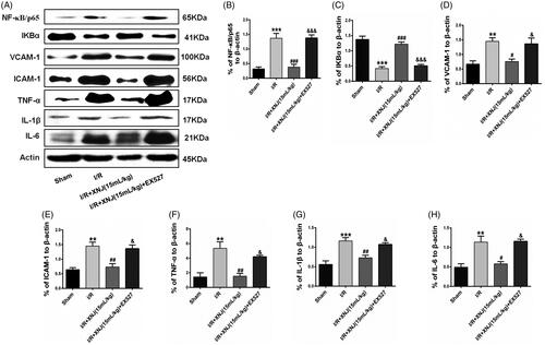 Figure 5. The effects of EX527 on the level of inflammatory mediators in cerebral I/R injury in rats. (A, B) EX527 markedly enhanced NF-κB/p65 activity relative to XNJ groups. (A, C) EX527 obviously decreased IκBα expression relative to XNJ groups. (A, D, E) The level of adhesion molecules ICAM-1 and VCAM-1 were upregulated by EX527 relative to XNJ groups. (A, F, G, H) EX527 also markedly enhanced the level of pro-inflammatory cytokines TNF-α, IL-1β and IL-6 relative to XNJ groups. Data are represented as mean ± S.E.M. (**p < 0.01 vs. Sham; ***p < 0.001 vs. Sham; #p < 0.05 vs. I/R; ##p < 0.01 vs. I/R; ###p < 0.001 vs. I/R; &p < 0.05 vs. I/R + XNJ; &&&p < 0.001 vs. I/R + XNJ). n = 4 in each group.
