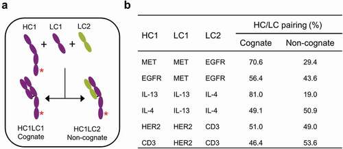 Figure 3. Investigation of cognate chain pairing preferences by co-expression of three chains. (a) Co-expression of an antibody heavy chain (HC1) with its cognate light chain (LC1) and a non-cognate light chain (LC2) in Expi293F cells. (b) Quantification of antibody cognate chain preferences following co-expression. The IgG1 and half IgG1 species were purified from the cell culture supernatant by protein A chromatography and analyzed by LCMS.Citation21,Citation22 The percentage of cognate HC/LC pairing was calculated by quantifying the half IgG1 species. The HC of anti-EGFR, anti-IL-13 and anti-HER2 contain a ‘knob’ mutation (T366W)Citation8 whereas the HC of anti-MET, anti-IL-4 and anti-CD3 contain ‘hole’ mutations (T366S:S368A:Y407V).Citation8 The asterisk (*) denotes the presence of either ‘knob’ or ‘hole’ mutations.