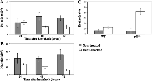 Figure 1. Heat-shock-induced changes in cell survival of WT (a) or p65−/− (b) MEFs at various time points after exposure. (c) The percentage of trypan blue-positive cells, tested at 72 h after exposure to heat shock. Data are presented as mean of eight experiments ± SD.