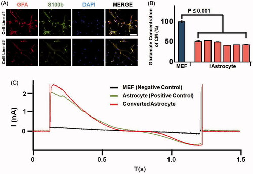 Figure 5. Functionality of the astrocytes converted from a single fibroblast by quantitative injection. (A) Astrocytes expressing marker proteins GFAP and S100b by immunofluorescence assays. (B) Glutamate uptake ability assay of the converted astrocytes. Glutamate concentration was analyzed in the conditioned medium of fibroblast (black bar) and in converted astrocytes (white bar). p < .01 was considered statistically significant. (C) Electrophysiology results of mouse embryonic fibroblasts as a negative control, astrocytes as a positive control, and converted astrocytes.