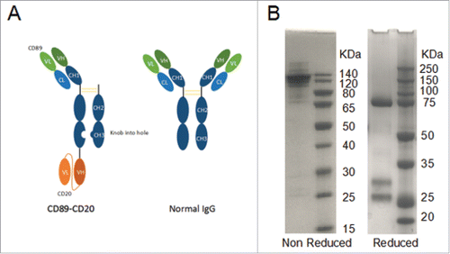 Figure 1. Structural models of bispecific antibody formats generated in this study and SDS-PAGE analysis. (A) An illustrative representation of the initial antibody and final bispecific antibody format. The format is comprised of IgG-Fc linked to two different Fv domains (CD89/CD20) via 15-amino-acid (G4S)3 linkers. (B) SDS-PAGE analysis of the purification of the bispecific antibody proteins.