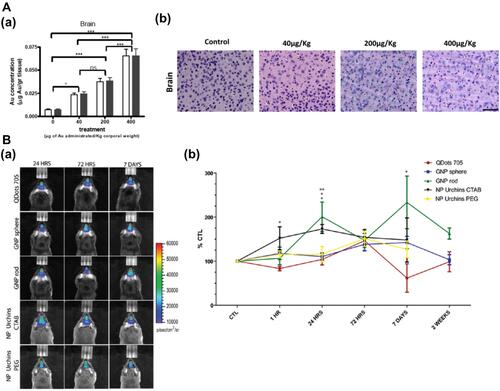 Figure 3 Distribution and toxicity of GNPs in the CNS. (A) Gold accumulation in the brain after intraperitoneal injection of GNPs (40, 200, and 400 µg/kg) for 8 consecutive days. (a) Gold accumulation was analyzed by GF-AAS (white bar) and ICP-MS (black bar). Bars represent mean ± standard error; data were analyzed by ANOVA with Bonferroni’s post-test; ns: no significant difference, *p < 0.05, ***p < 0.001. (b) Histological analysis of the brain after treatment with GNPs to evaluate morphology and cellular damage. Tissues were stained with hematoxylin/eosin. Size of the bar corresponds to 75 µm. Adapted form Lasagna-Reeves C, Gonzalez-Romero D, Barria MA, et al. Bioaccumulation and toxicity of gold nanoparticles after repeatedadministration in mice. Biochem Biophys Res Commun. 2010;393(4):649–655. Copyright (2010), with permission from Elsevier.Citation59 (B) In vivo bioluminescence imaging of microglia in transgenic mice after intranasal administration of GNPs. (a) Representative pseudocolor bioluminescence images (24 h, 72 h, 7 days, and 14 days) are shown for Quantum Dots 705, PEGylated gold spheres, rods, and urchins, and urchins capped with CTAB. At right, quantification scales of the total photon emission signal (photon/s/cm2/sr). (b) Time course of the change in bioluminescence signal intensity in mice. Note a biphasic activation of microglia caused by rod GNPs, and a small, but significant microglia response to gold spheres. Mean values and standard error of the means from four animals per group per time point are shown. Significant differences: *p < 0.05; **p < 0.01. Adapted with permission from Hutter E, Boridy S, Labrecque S, et al. Microglial response togold nanoparticles. ACS Nano. 2010;4(5):2595–2606. Copyright © 2010, American Chemical Society.Citation65; Images were with permission from Refs.