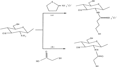 Figure 4 Synthetic pathway of (a) chitosan-4-thio butylamidine conjugate, and (b) chitosan-thioglycolic acid conjugate.