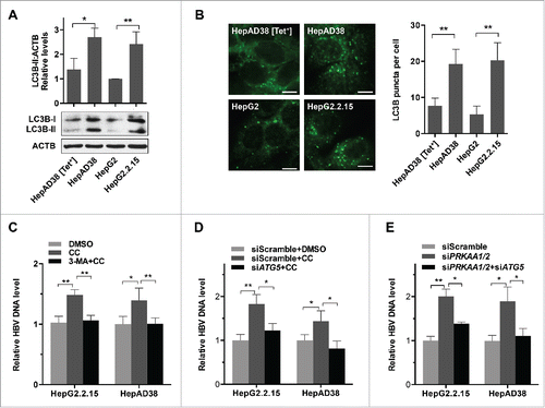 Figure 3. Autophagy is involved in PRKAA-mediated regulation of HBV production. (A) Control cells (HepAD38 [Tet+] or HepG2 cells), and HBV-producing cells (HepAD38 or HepG2.2.15 cells) were lysed and analyzed by immunoblot. Relative intensity of LC3B-II was quantified by normalization to ACTB using ImageJ software. The mean ± SD densities were displayed in relation to HepG2. (B) Immunofluorescence analysis of LC3B puncta in HepG2, HepAD38 [Tet+], HepG2.2.15 and HepAD38 cells. The fluorescent signal was visualized using a Leica DM2500 microscope. The number of LC3B puncta (mean ± SD) was quantified by ImageJ software. Scale bar: 10 μm. **, p < 0.01. (C) Cells were treated with either DMSO or CC (10 µM) for 24 h after pretreatment for 2 h with 3-MA (5 mM). (D) HepG2.2.15 and HepAD38 cells were transfected with siScramble or siATG5 for 48 h, and then treated with DMSO or CC (10 µM) for 24 h. (E) HepG2.2.15 and HepAD38 cells were transfected with siScramble, siPRKAA1/2, or cotransfected with siPRKAA1/2 and siATG5. HBV progeny DNA in the supernatant was quantified by real-time PCR. The values obtained from the control group were set at 1.0. Values were means ± SD, n = 3 per group. *, p < 0.05; **, p < 0.01.