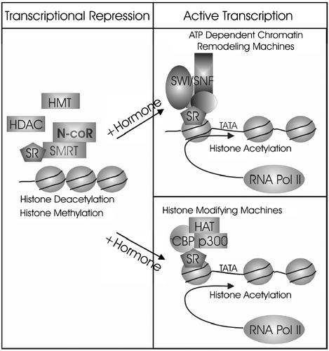 Figure 2 In the absence of ligand or in the presence of antagonist, steroid receptors(SR) recruit transcriptional corepressor complexes to the DNA, producing an epigenetically silenced state through histone deacetylation or methylation. In the presence of hormone, SR recruit coactivator complexes, histone‐modifying machines or ATP‐dependent chromatin remodeling machines, to acetylate histones and produce a euchromatic chromatin formation suitable for transcriptional activation.