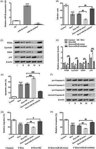 Figure 5. Impacts of miR-29 on cell growth, migration and invasion in Sino-processed MDA-MB-231 cells. After miR-29 mimic, miR-29 inhibitor and the corresponding NC transfection, (A) miR-29 expression was assessed by qRT-PCR experiment. (B) The positive BrdU cells, (C and D) PCNA, CyclinD1, CDK4 and p16, (E) cell apoptosis, (F) pro-Caspase-3/-9 and cleaved-Caspase-3/-9, (G) cell migration and (H) cell invasion were respectively evaluated by BrdU, flow cytometry, western blot and Transwell trials in Sino-managed and miR-29 mimic/inhibitor transfected MDA-MB-231 cells. *p < .05; **p < .01; ***p < .001 vs NC or Control group; #p < .05; ##p < .01; ###p < .0.01 vs Sino+NC group.