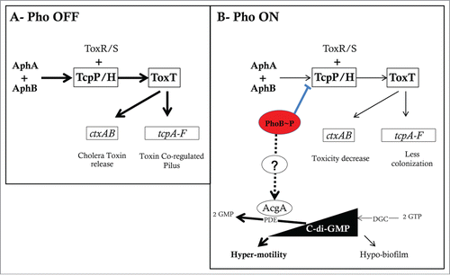 Figure 2. The V. cholerae virulence cascade and the mechanisms of Pi/Pho regulation of virulence, motility, and biofilm formation. (A) V. cholerae virulence cascade. In high Pi conditions (Pho OFF) and in conditions favoring gene expression of AphA and AphB regulators, AphA cooperates with AphB to activate the tcpPH promoter. TcpPH cooperatively with ToxR/S activates the toxT promoter. ToxT then activates the tcpA-F and ctxAB promoters. This increases colonization through formation of the toxin co-regulated pilus (TCP) and cytotoxicity through Cholera toxin (CT) release. (B) In low Pi conditions (or Δpst mutation), PhoB∼P binds to the Pho-box located between the tcpPH promoter and the binding sites for AphA and AphB. This results in tcpPH repression which reduces the downstream ToxT-dependent virulence cascade. C-di-GMP is synthesized from 2 GTP molecules by diguanylate cyclases (DGCs) and degraded to 2 GMP molecules by phosphodiesterases (PDEs). Studies in V. cholerae have shown that c-di-GMP increases biofilm formation and reduces the motility and toxT expression. In low Pi (or Δpst mutation) PhoB induces indirectly the expression of acgAB which results in degradation of c-di-GMP leading to an increase in motility and a decrease of biofilm formation.