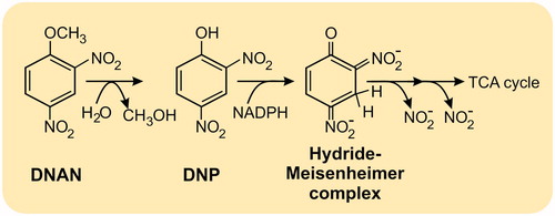 Figure 3. Degradation route for 2,4-dinitroanisole (DNAN) in Nocardioides sp. strain JS1661 (Fida et al. Citation2014), TCA: Tricarboxylic Acid Cycle.