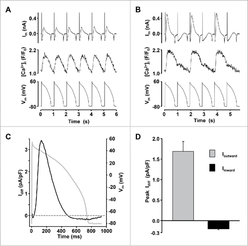 Figure 2. Ca2+-dependent alternation of membrane current. Simultaneous Im and [Ca2+]i measurements in the absence (A) and the presence (B) of pacing-induced CaT alternans recorded from the same voltage-clamped ventricular myocyte. Bottom trace shows the command voltage, consisting of pre-recorded same-shape ventricular APs. (C) Superimposed AP voltage command and Idiff derived from the same cell as in panel B. Idiff was calculated by subtracting Im recorded during a small amplitude CaT from Im recorded during the large amplitude CaT. (D) Average amplitude of peak Ioutward (gray) and Iinward (black) recorded from myocytes exhibiting CaT alternans with AR>0.5 (n = 18, mean AR = 0.79 ± 0.03).