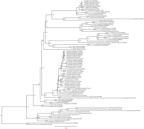 Figure 1. Maximum-likelihood (ML) tree based on 88 complete cp genome in Epidendroideae, with Goodyera fumata and Ludisia discolor (Orchidoideae) as outgroup. The bootstrap value indicated on each node and the position of Pleione formosana is shown in bold.