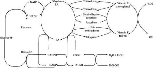 Fig. 4 Pivotal role of lipoic acid (LA), which used reduced coenzymes generated by cytosolic glucose oxidation to recycle oxidized antioxidants. The reaction of an antioxidant (vitamin E, vitamin C, reduced glutathione (GSH)) and a reactive oxygen species (ROS) (or H2O2) eliminates ROS (or H2O2), but the antioxidant is converted into a product no longer able to function. This oxidized product is regenerated to its native form to function again via the dehydro LA/LA redox couple. OS, oxygen species: GSSG, oxidized glutathione; NAD, nicotinamide aderine dinuclcotide (oxidized); NADH, nicotinamide adenine dinucleotide (reduced); NADP, nicotinamide adenine dinucleotide phosphate (oxidized); NADPH, nicotinamide adenine dinucleotide phosphate (reduced).