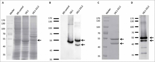 Figure 1. SDS-PAGE with Coomassie blue staining and Western blot analysis of 16L1-31L2 chimeric protein. Lysate of Sf9 cells expressing 16L1-31L2 or 16L1 protein was analyzed by SDS-PAGE with Coomassie blue staining (A), and Western blot with Camvir-1 MAb (B). Purified 16L1-31L2 chimeric protein was tested by SDS-PAGE with Coomassie blue staining (C) and Western blot with anti-HPV31 L2 polyclonal rabbit serum (D).