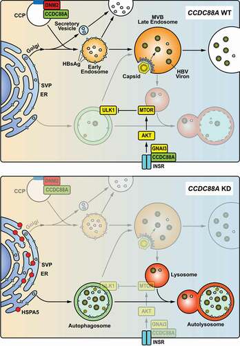 Figure 9. Model of CCDC88A-mediated regulation of HBV replication. CCDC88A overexpression (upper) promotes endosome formation to increase HBV replication and secretion. In addition, CCDC88A overexpression decreases lysosomal activity to prevent degradation of HBV antigens by upregulating AKT-MTOR signaling. In contrast, silencing CCDC88A (bottom) can prevent endosome formation and promote HBV antigen degradation by enhancing lysosomal activity and autophagic flux, thereby inhibiting HBV replication. In addition, silencing CCDC88A did not affect the fusion of autophagosome-lysosome, and restored the lysosomal activity and maturation inhibited by HBV infection, resulting in decreased HBV replication and secretion. CCP, clathrin-coated pit; INSR, insulin receptor.