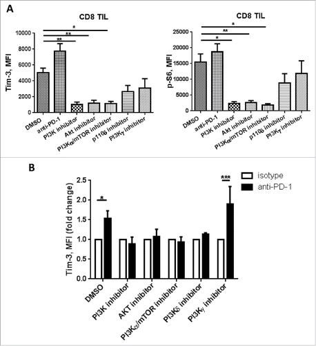 Figure 6. Tim-3 upregulation after PD-1 blockade is PI3K/Akt pathway dependent. TIL from HNSCC patient were treated with anti-CD3/CD28 beads in combination with DMSO, broad PI3K inhibitor (LY294002), PI3K p110α/mTOR inhibitor (CAY10626), Akt inhibitor, PI3K p110δ inhibitor (GS-1101) and PI3K p110γ inhibitor (AS041164) with or without anti-PD-1 mAbs (Nivolumab) for 48 h. Cells are collected and Tim-3, p-S6 expressions were assessed by flow cytometry. (A) Summary data showing Tim-3 and p-S6 MFI, (n = 4), significance were calculated with ordinary one-way ANOVA, *p < 0.05, **p < 0.001. (B) Summary data showing Tim-3 MFI fold change in the presence of selective PI3K inhibitors with anti-PD-1 or IgG4. (n = 4) Significance was calculated with unpaired t test, *p < 0.05.