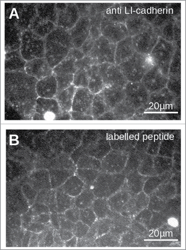 Figure 3. Staining of LI-cadherin in CACO2-cells with LI-cadherin specific antibodies (A) or with the fluorescently labeled peptide VAALD (B). Clearly the LI-cadherin is mainly found at cell-cell-boarders. Clearly there is a localization of the peptide and the antibody along the cell boarders. It has to be emphasized that the cells for the peptide staining were not permeabilised to see whether or not the peptide can enter the lateral intercellular cleft for our transport measurements.