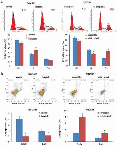 Figure 7. SERPINH1 influences the cell cycle progression and reduced the apoptotic rate by using flow cytometry. (a) Cell cycle detected by flow cytometry in BGC823 or MKN45 cells 48 h after transfection with pcDNA3.1 (+)-SERPINH1 or si-SERPINH1, respectively. Histogram represented the percentage of cells in G1, S and G2 cell-cycle phases. (b) Cell apoptosis was detected by Annexin-V/PI with flow cytometry in BGC823 or MKN45 cells 48 h after transfection with pcDNA3.1 (+)-SERPINH1 or si-SERPINH1, respectively. The apoptotic evaluation was calculated by the percentage of apoptotic cell number in total cell number. *P < 0.05.