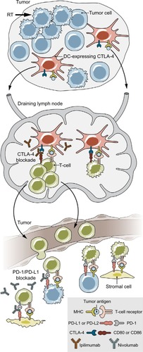 Figure 2 The role of radiotherapy and checkpoint inhibition on immune targeting of tumor cells.