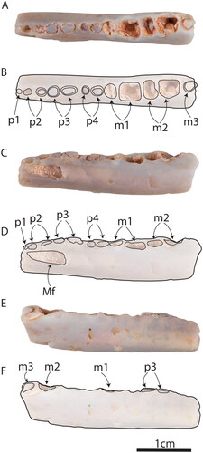 Fig. 3. AM F97262, dentary of Dharragarra aurora gen. et sp. nov. in A, B, occlusal, C, D, buccal and E, F, lingual views. Mf = mental foramen.