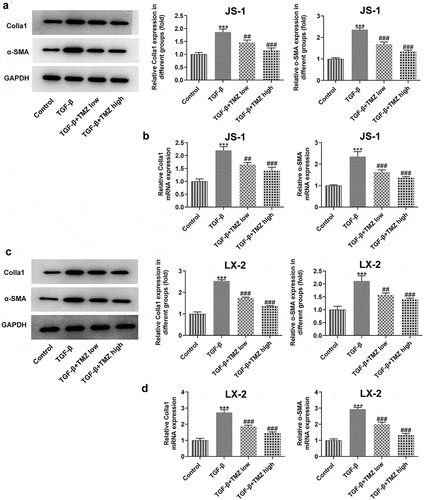 Figure 4. TMZ inhibits the expression of extracellular matrix proteins in TGF-β-induced hepatic stellate cells. The protein (a) and mRNA (b) expression levels of colla1 and α-SMA in TGF-β-induced JS-1 cells. α-SMA expression at protein level (c) and mRNA level (d) in TGF-β-induced LX-2 cells. ***P < 0.001 vs. control; ##P < 0.01 and ###P < 0.001 vs. TGF-β.