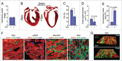 Figure 1. Mice with acute genetic ablation of p53 and Mdm2 develop dilated cardiomyopathy. (A) Heart-weight corrected for body weight of DKO mice (8d post-Tam). Animals were 15 weeks old at the time of analysis. Data are means ± s.e.m. n = 14. (B) Representative Masson staining of longitudinal cardiac sections of DKO mice 8d post-Tam (right) and vehicle-injected control mice (left). Data are means ± s.e.m. n = 6. (C) Fractional shortening (FS) of DKO mice determined by M-mode echocardiography 8d post-Tam. Data are means ± s.e.m. n = 6. (D) Quantification of cross-sectional area of adult DKO cardiomyocytes 8d post-Tam shown in (F). Data are means ± s.e.m. n = 6. (E) Quantification of extracellular matrix area in left ventricular sections from DKO mice post-Tam shown in (F). Data are means ± s.e.m. n = 6. (F) Analysis of remodeling in the left ventricular free wall, confocal immunofluorescence microscopy was used using co-staining with wheat germ agglutinin (extracellular matrix, ECM; green), anti-α-actinin (cardiomyocytes; red) and DAPI (nuclear DNA; blue) in p53KO (3 months), Mdm2KO (14d) and DKO (8d) post-Tam. (G) 3D reconstitution of typical confocal micrographs further illustrating the extensive cardiac fibrosis (ECM; green) in DKO mice at 8d post-Tam.
