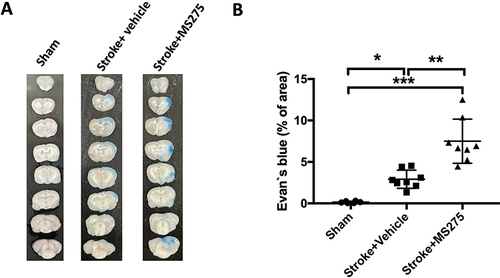 Figure 1 HDAC1 dysfunction promoted BBB damage in rats 24 h after stroke. (A) The representative data of Evan`s blue staining from the cerebral ischemia rats 24 h after surgery. (B) The quantified data for Evan`s blue staining from cerebral ischemia rats. Sham n=6, Stroke+Vehicle n=8, Stroke+MS275 n=8. Data was evaluated by one-way ANOVA, *p < 0.05, **p <0.01, ***p <0.001.