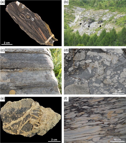 Figure 1. (a) Breccia from the upper interval of the Entracque Marl, with angular clasts of finely crystalline dolostones (D) and stretched mudstone clasts. Punta Stramondin. (b) Metre-sized blocks of dolomitized Garbella Limestone (arrows) in the lower interval of the Lausa Limestone. Tetti Prer. (c) Lithoarenite beds, with erosional base and normal gradation, in the siliciclastic lithozone of Puriac Limestone. Monte La Piastra. (d) Conglomerate with clasts of dolomitized Garbella Limestone, in the basal interval of the Nummulitic Limestone. Monte Garbella. (e) Sample of dolomitized Garbella Limestone, showing the transition from a completely dolomitized portion (right) to a partially dolomitized one (left), with dolomite veins and scattered euhedral dolomite crystals. Monte Colombo. (f) Valdieri Marbles: impure marble formed at the expense of the Puriac Limestone, composed of light-coloured, carbonate-rich domains separated by dark-coloured, silicate-rich layers. Valle Desertetto quarries.