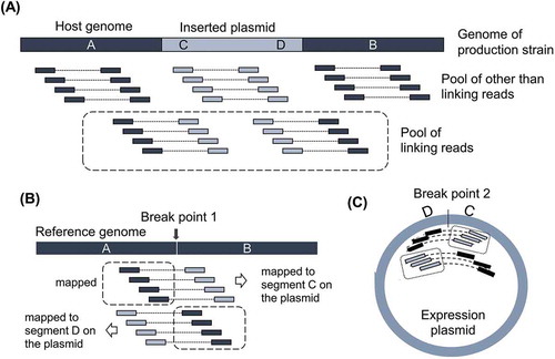 Figure 1. Idea of identification of breakpoints with linking reads.(A) Illustration of Pool of other than linking reads to the genome of production strain. Pool of linking reads is defined as the paired read of which one read is from host genome and the other read is from inserted expression plasmid. Thick bar illustrates the genome of production strain around the integration site. A and B are flanking regions of inserted plasmid originated from the host genome. C and D indicate the regions around the edges of inserted expression plasmid. (B) Idea of identification of breakpoint on the host genome by mapping Pool of linking reads to the reference genome. (C) Idea of identification of breakpoint on expression plasmid. Illustration was made assuming the inserted plasmid as a single copy.